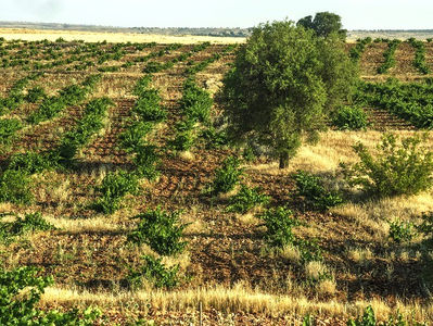 Assyria: We Are Wine and History