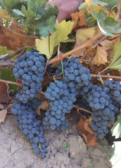 Erciş Karası grape bunches - Yaban Kolektif