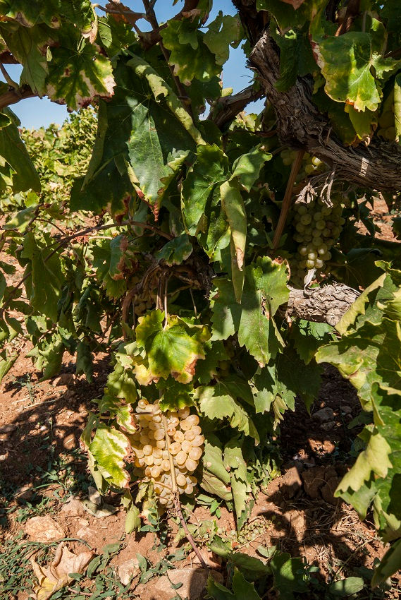 Çal old vine Sultaniye