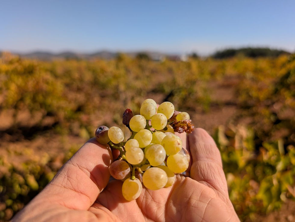 Turkish Wine Selection: Sultaniye