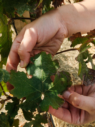 a hand showing grapevines