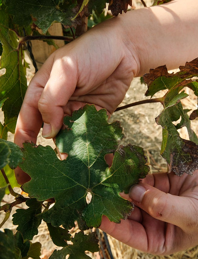 a hand showing grapevines