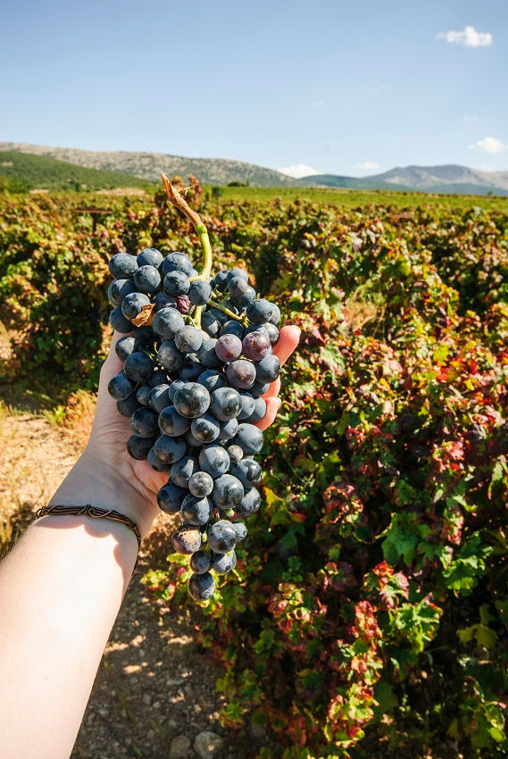 hand holding large grape bunch with vineyard in background