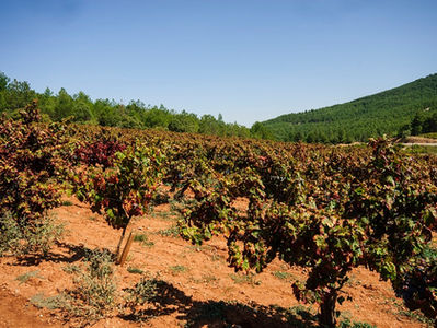 Feature: Exploring Turkey's Wine Routes - Çal Bağ Yolu