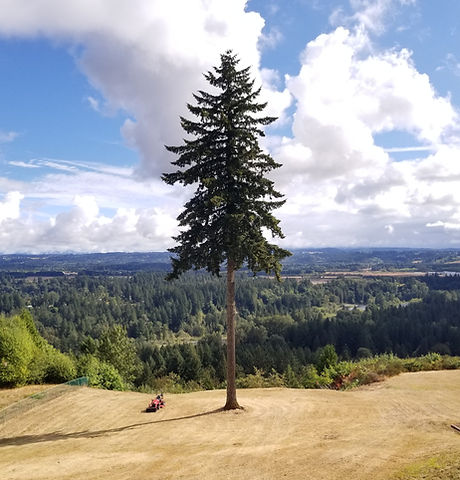 Tree Preservation Tree Pruning Tree Maintenance