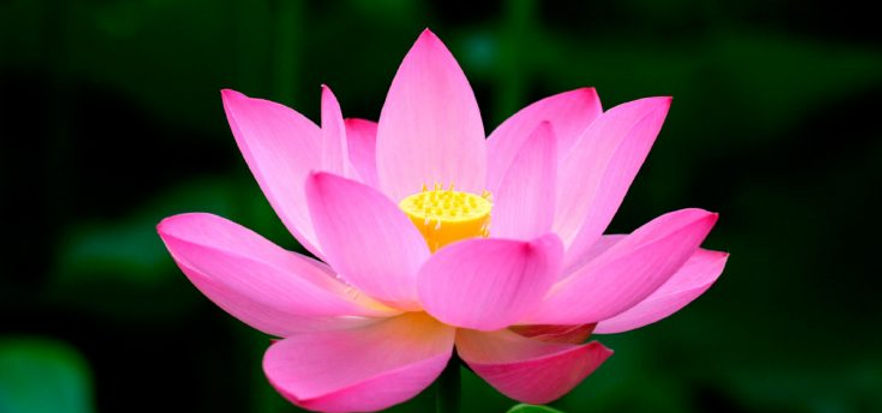 flor-de-loto-735x450.jpg