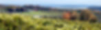 vineyard.jpg