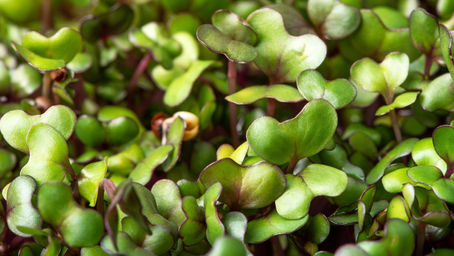microgreens