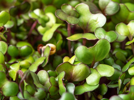 microgreens