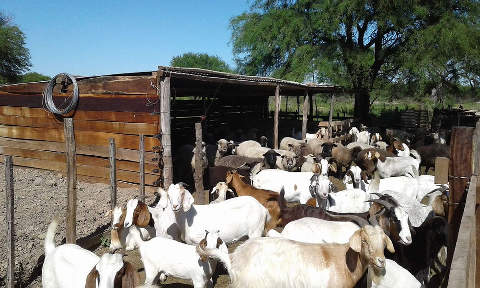 cabras-corral.jpg