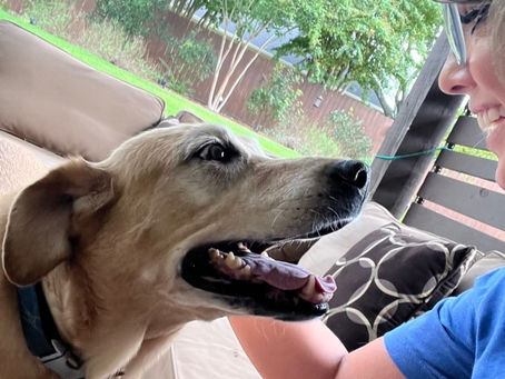 Professional pet sitter providing in-home daily pet check-in visit with friendly dog, offering companionship and routine care.