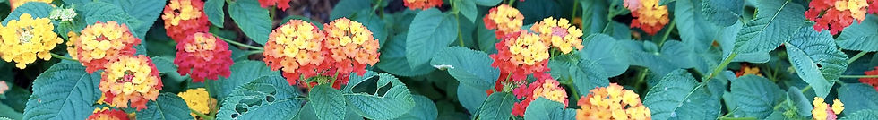 Colorful lantana flowers growing in a dense garden bed