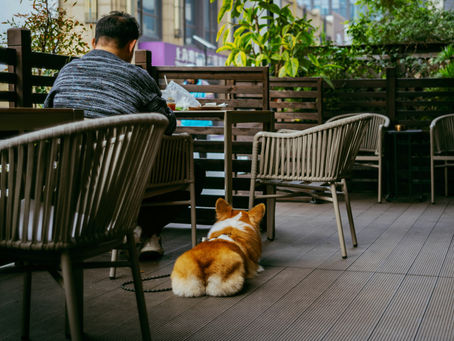 Dog resting quietly under patio table at a dog friendly coffee shop outdoor seating area
