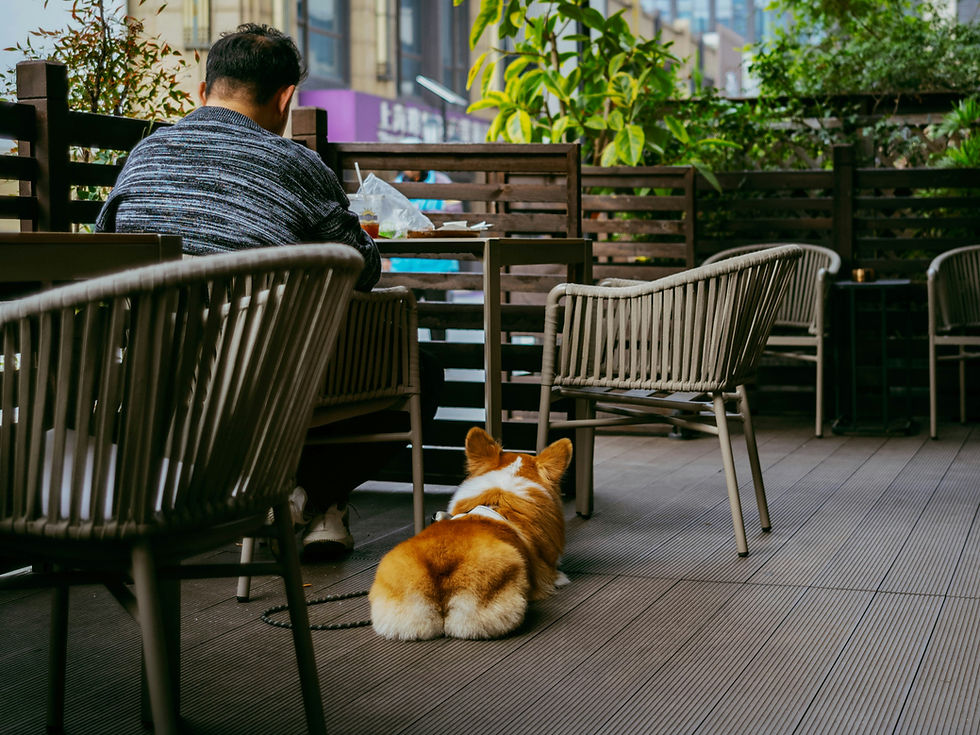 Dog resting quietly under patio table at a dog friendly coffee shop outdoor seating area