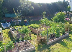 grow your own - grow, cook - eat