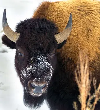 Goin' Wild Over the Wild Life5.webp