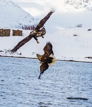 Goin' Wild Over the Wild Life4.webp