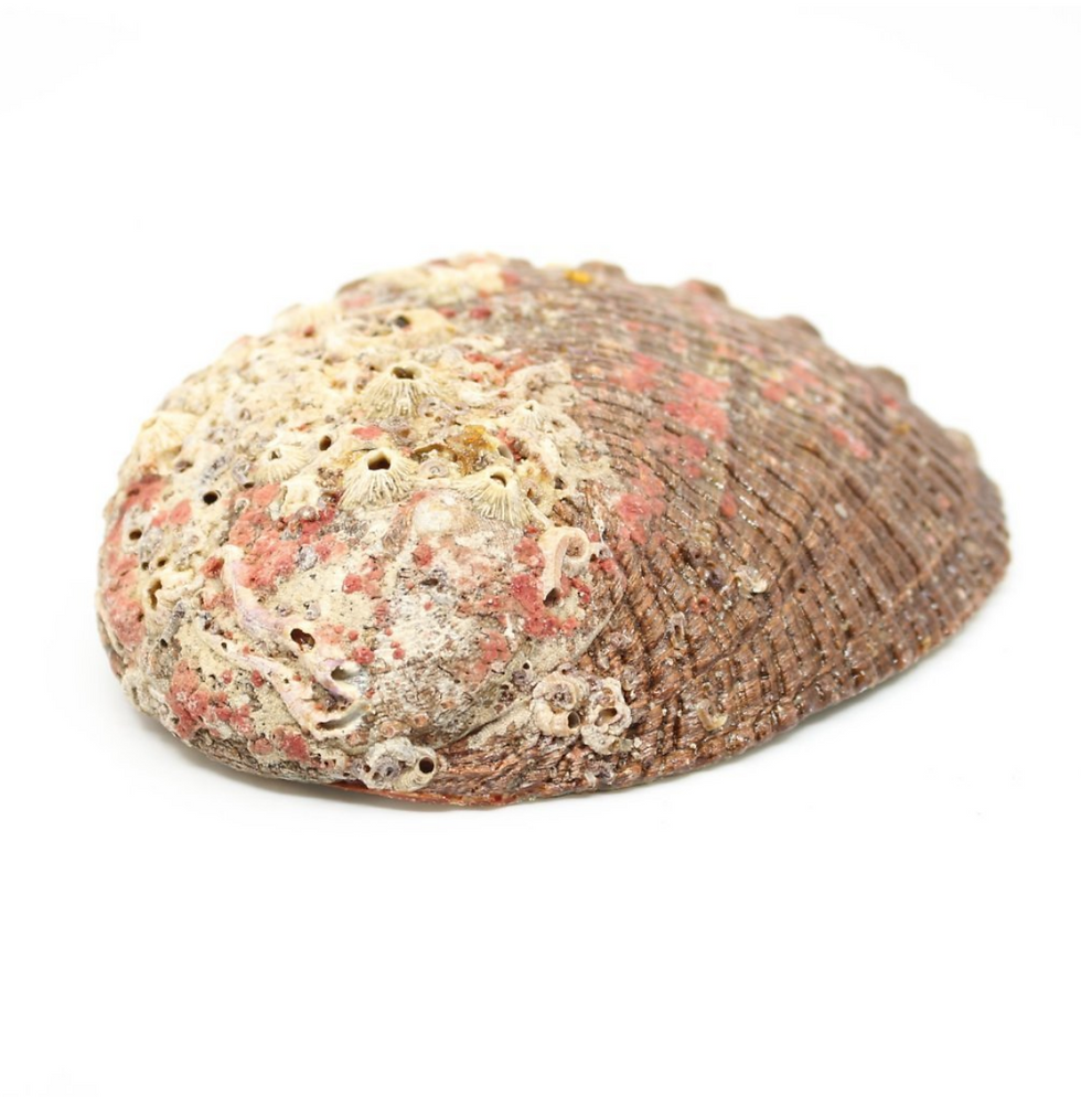 Miniatura: Smudge Ash Tray Burner - Abalone Shell - Large 5"-6"