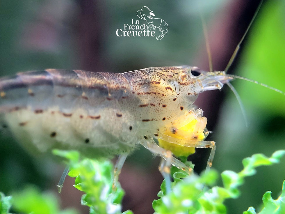 Vue rapprochée d'une crevette Amano Caridina multidentata sur une plante aquatique