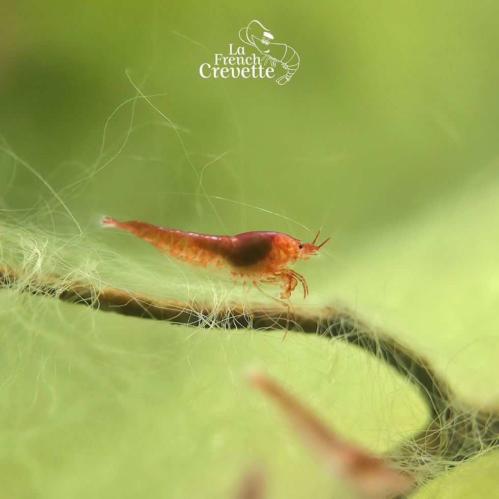 Miniature : Opae Ula - Halocaridina rubra