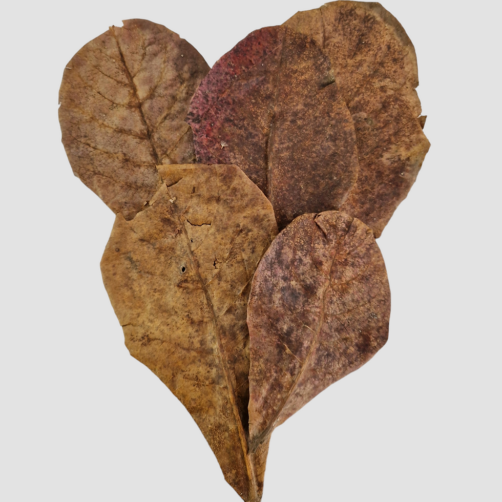 Miniature : Feuille de Catappa