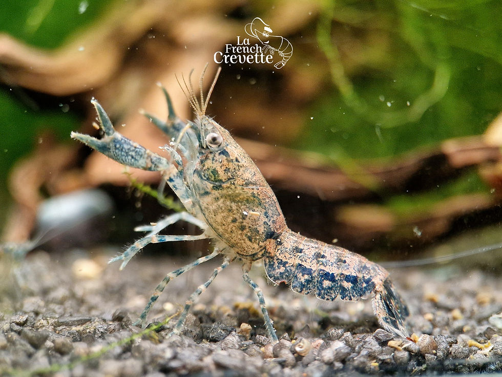 Cambarellus Diminutus