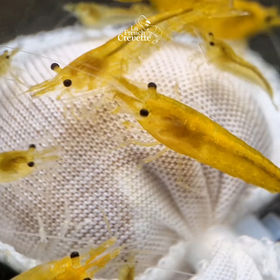 Lubao et Kallax Ball : Sont-ils vraiment la clé secrète pour vos crevettes ?