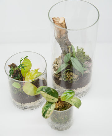Terrariums