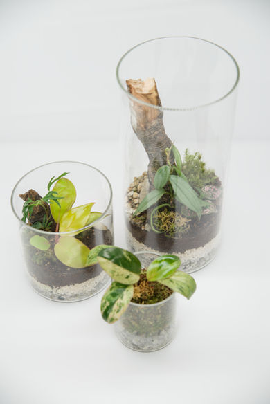 Terrariums
