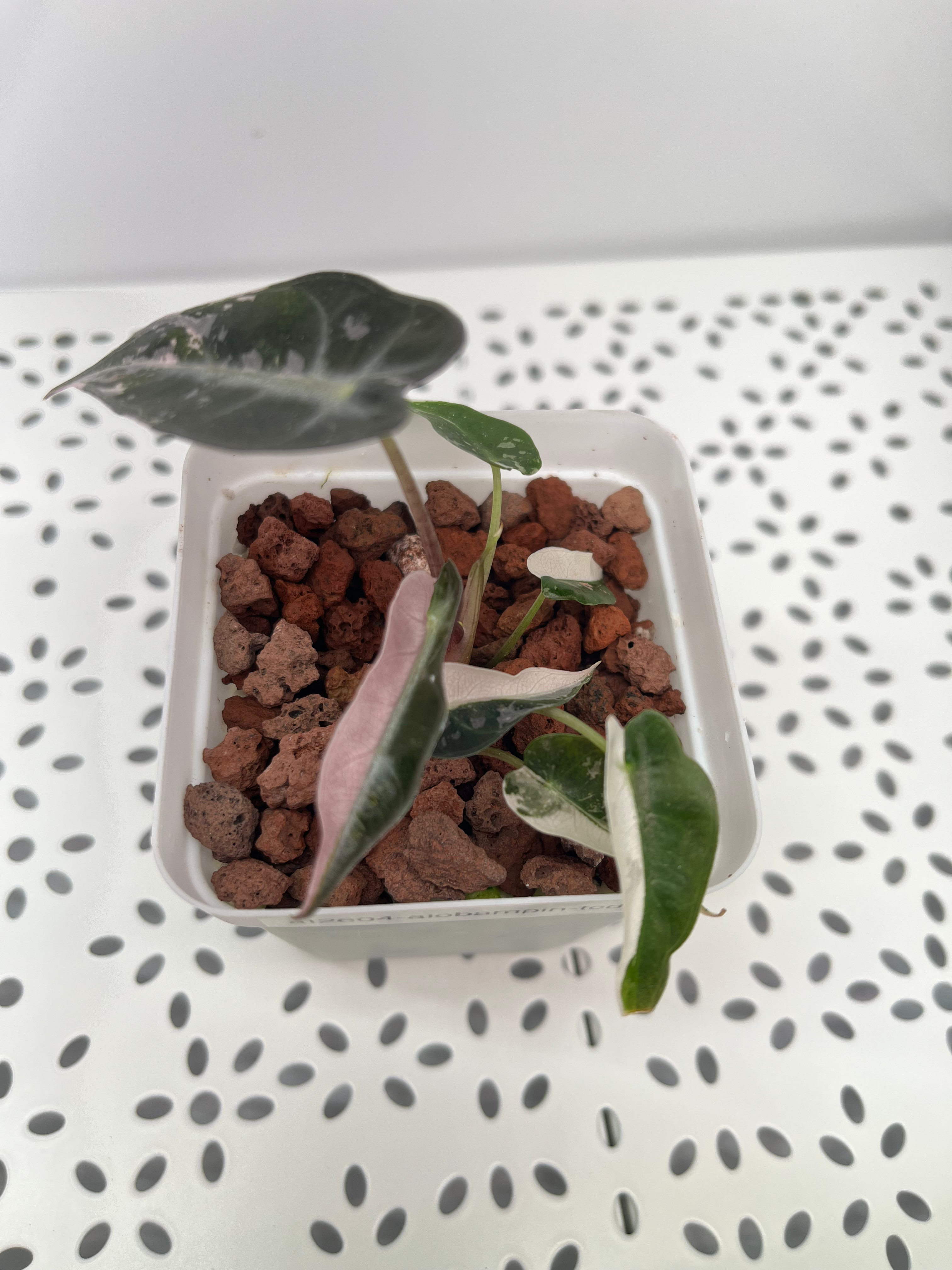 Alocasia Bambino Pink - D