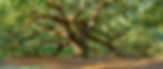 Angel Oak Tree of Life, the 1400-year-old Angel Oak tree of South Carolina.jpg