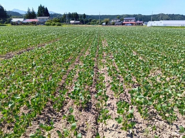 播種後1ヶ月の様子ですが雑草もなく順調な生育状況です、収穫が楽しみです。