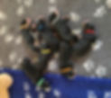 C-Wurf alle_edited.jpg