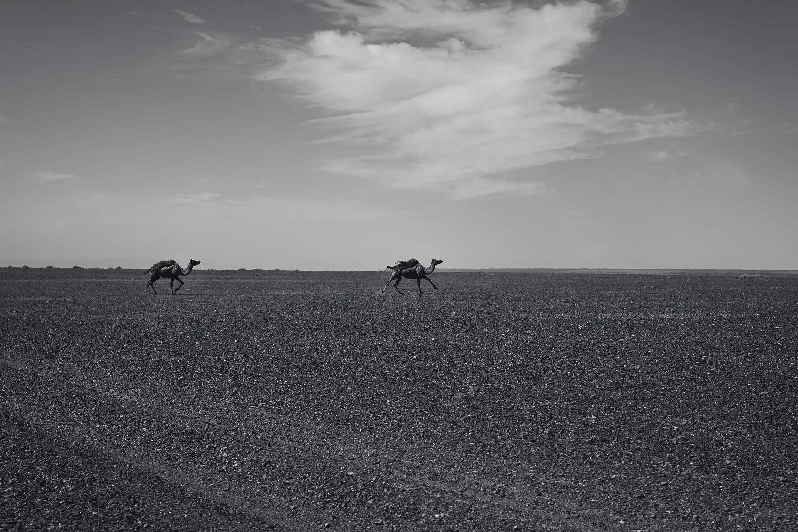 Running Bactrian Camels