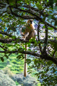 Golden Langur, Bhutan