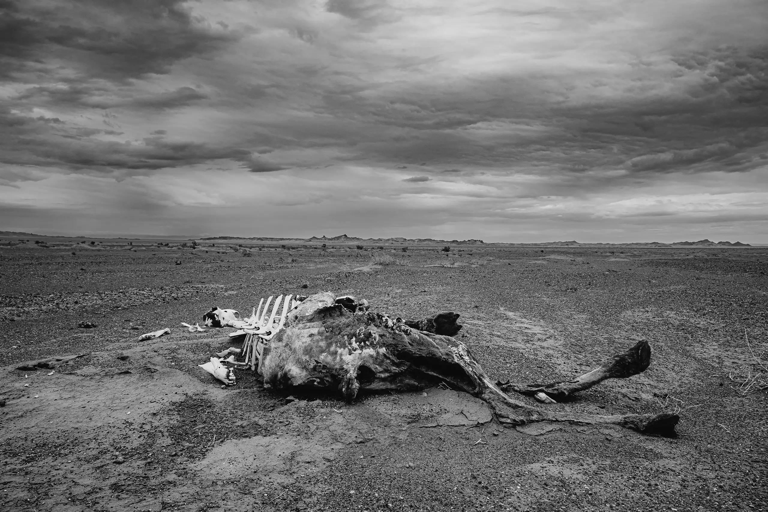 Carcass of a Bactrian Camel in the middle of Gobi desert