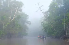 Kinabatangan river, Malaysian Borneo.