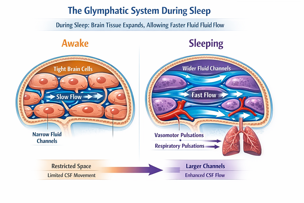 glymphatic system