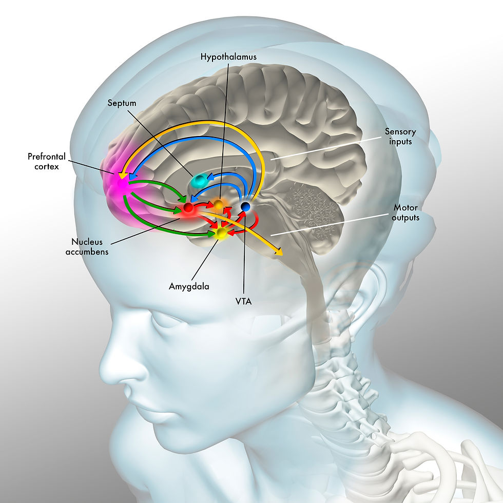 Mesolimbocortical pathway