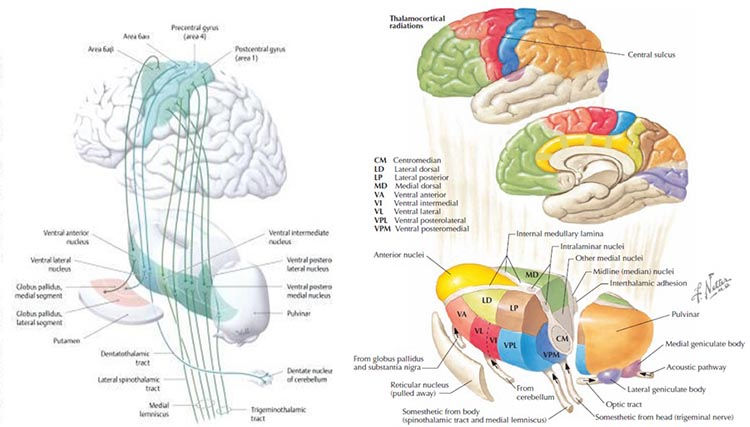 thalamocortical