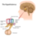 hypothalamus