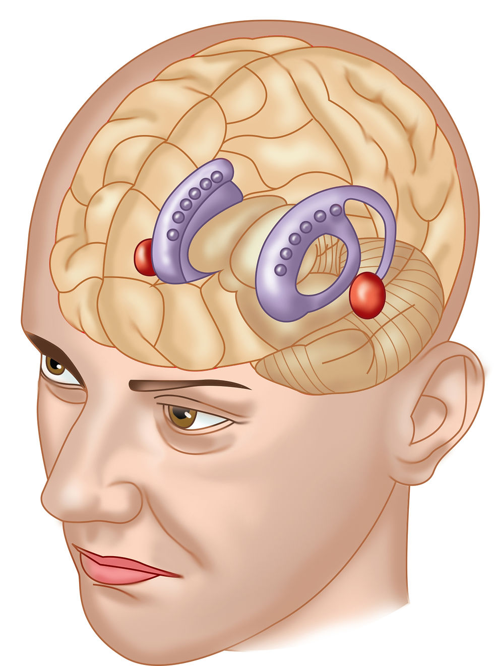 limbic system
