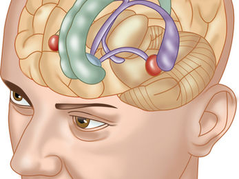 hippocampus
