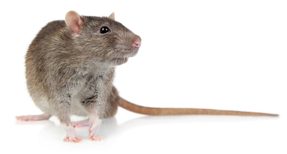 Rat with long tail