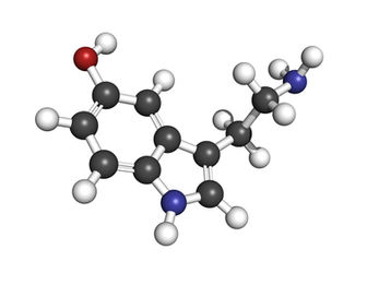 A Painlessly Brief History of Serotonin