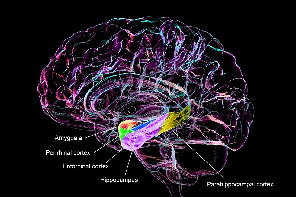 limbic system