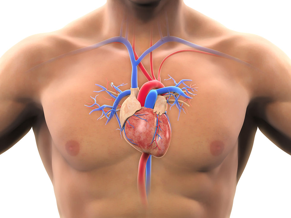 human heart