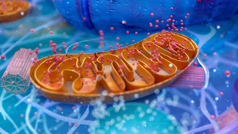 mitochondria