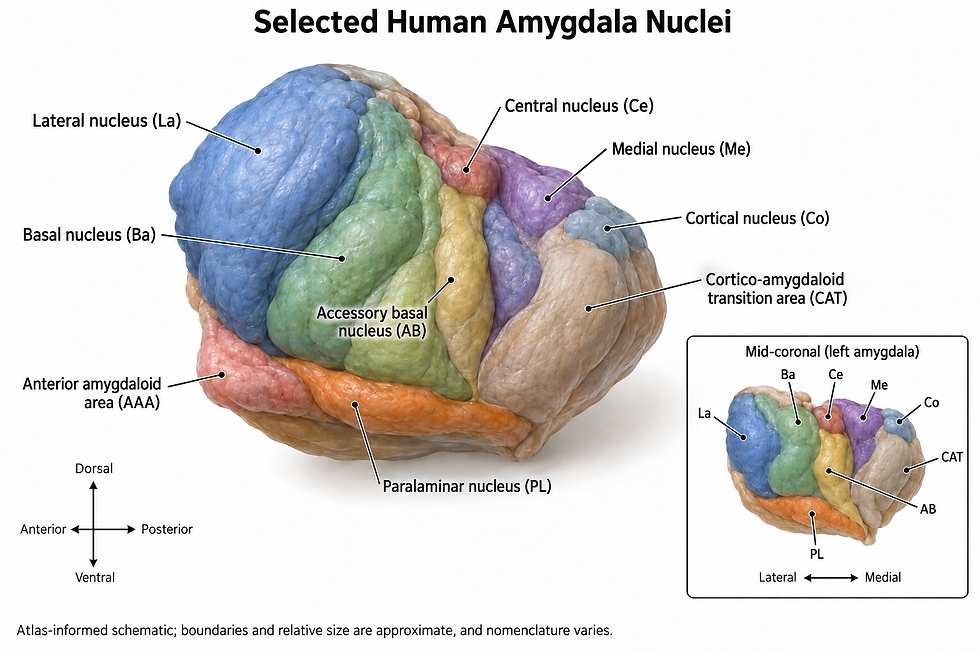 amygdala subdivisions