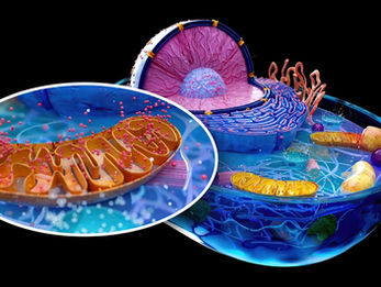 Alpha Peak Frequency Power and Mitochondria